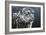 Snow Leopard-Jeremy Paul-Framed Giclee Print