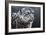 Snow Leopard-Jeremy Paul-Framed Giclee Print