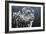 Snow Leopard-Jeremy Paul-Framed Giclee Print