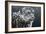 Snow Leopard-Jeremy Paul-Framed Giclee Print