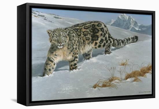 Snow Leopard-Harro Maass-Framed Premier Image Canvas