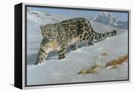 Snow Leopard-Harro Maass-Framed Premier Image Canvas