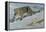 Snow Leopard-Harro Maass-Framed Premier Image Canvas