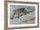 Snow Leopard-Harro Maass-Framed Giclee Print