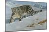 Snow Leopard-Harro Maass-Mounted Giclee Print