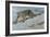 Snow Leopard-Harro Maass-Framed Giclee Print