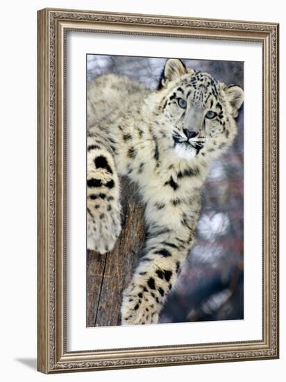 Snow Leopard-Lantern Press-Framed Art Print