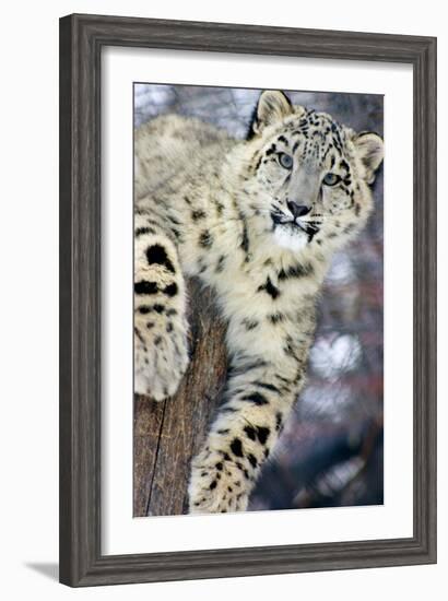 Snow Leopard-Lantern Press-Framed Art Print