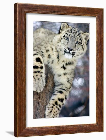 Snow Leopard-Lantern Press-Framed Art Print