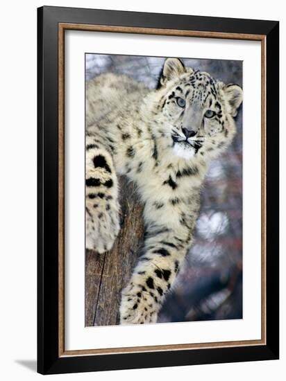 Snow Leopard-Lantern Press-Framed Art Print