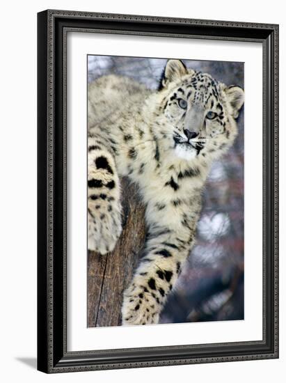 Snow Leopard-Lantern Press-Framed Art Print