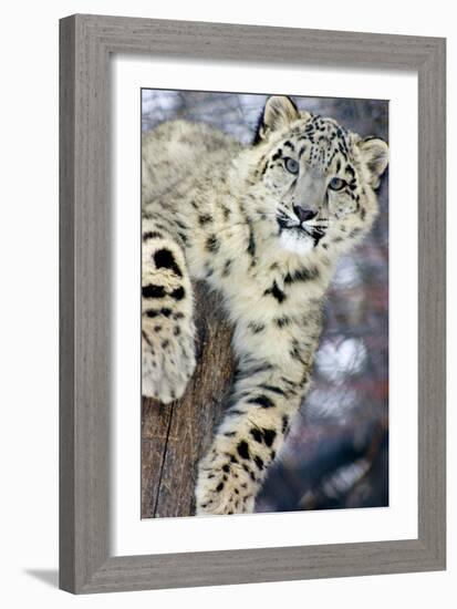 Snow Leopard-Lantern Press-Framed Premium Giclee Print