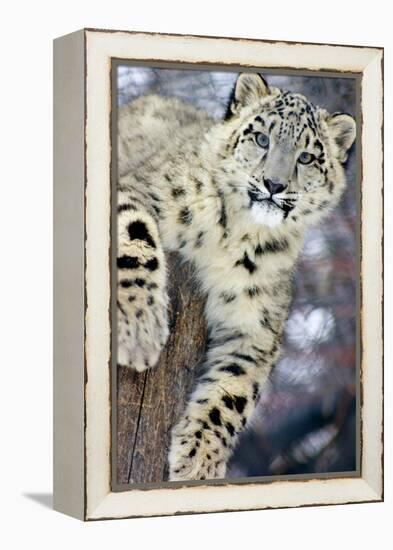 Snow Leopard-Lantern Press-Framed Stretched Canvas