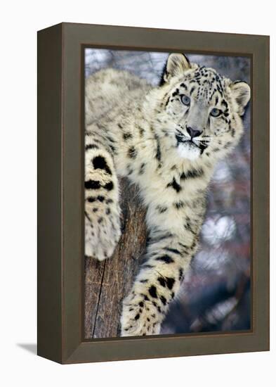 Snow Leopard-Lantern Press-Framed Stretched Canvas