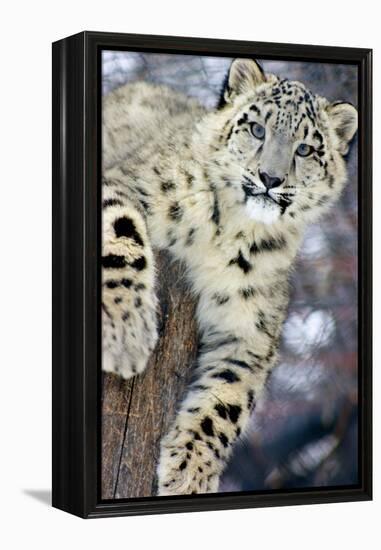 Snow Leopard-Lantern Press-Framed Stretched Canvas
