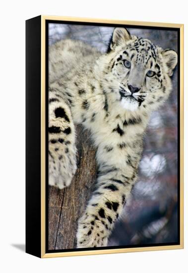 Snow Leopard-Lantern Press-Framed Stretched Canvas
