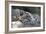 Snow Leopard-Lantern Press-Framed Art Print