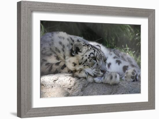 Snow Leopard-Lantern Press-Framed Art Print