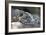 Snow Leopard-Lantern Press-Framed Art Print