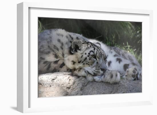 Snow Leopard-Lantern Press-Framed Art Print