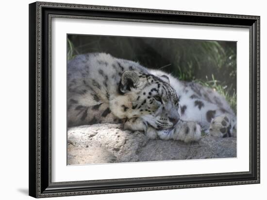 Snow Leopard-Lantern Press-Framed Art Print