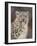 Snow Leopard-David Stribbling-Framed Art Print