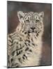 Snow Leopard-David Stribbling-Mounted Art Print