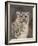 Snow Leopard-David Stribbling-Framed Art Print