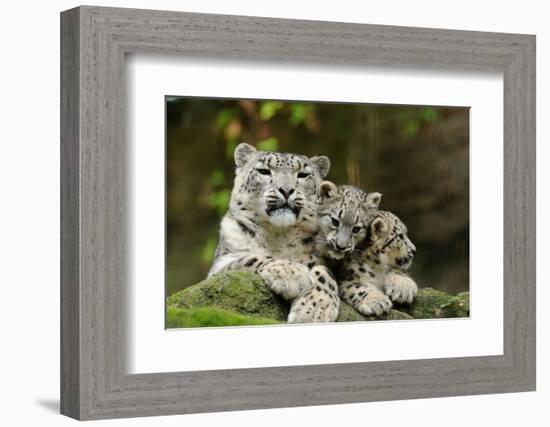 Snow Leopards, Uncia Uncia, Mother with Young Animals-David & Micha Sheldon-Framed Photographic Print