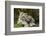 Snow Leopards, Uncia Uncia, Mother with Young Animals-David & Micha Sheldon-Framed Photographic Print