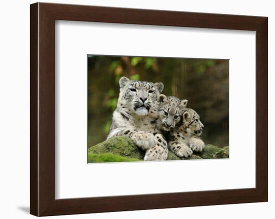 Snow Leopards, Uncia Uncia, Mother with Young Animals-David & Micha Sheldon-Framed Photographic Print