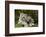 Snow Leopards, Uncia Uncia, Mother with Young Animals-David & Micha Sheldon-Framed Photographic Print