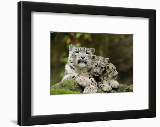 Snow Leopards, Uncia Uncia, Mother with Young Animals-David & Micha Sheldon-Framed Photographic Print