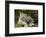 Snow Leopards, Uncia Uncia, Mother with Young Animals-David & Micha Sheldon-Framed Photographic Print