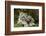 Snow Leopards, Uncia Uncia, Mother with Young Animals-David & Micha Sheldon-Framed Photographic Print