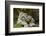 Snow Leopards, Uncia Uncia, Mother with Young Animals-David & Micha Sheldon-Framed Photographic Print