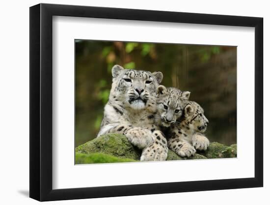 Snow Leopards, Uncia Uncia, Mother with Young Animals-David & Micha Sheldon-Framed Photographic Print