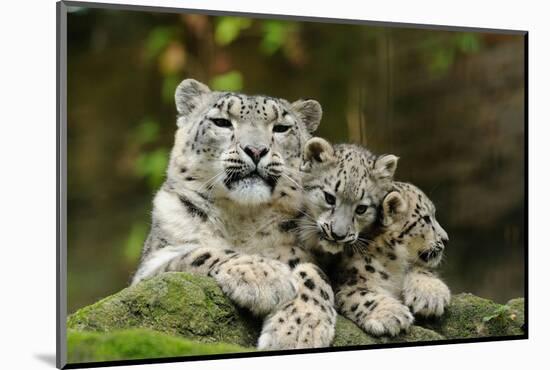 Snow Leopards, Uncia Uncia, Mother with Young Animals-David & Micha Sheldon-Mounted Photographic Print