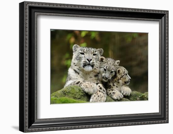 Snow Leopards, Uncia Uncia, Mother with Young Animals-David & Micha Sheldon-Framed Photographic Print