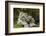 Snow Leopards, Uncia Uncia, Mother with Young Animals-David & Micha Sheldon-Framed Photographic Print