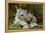 Snow Leopards, Uncia Uncia, Mother with Young Animals-David & Micha Sheldon-Framed Premier Image Canvas