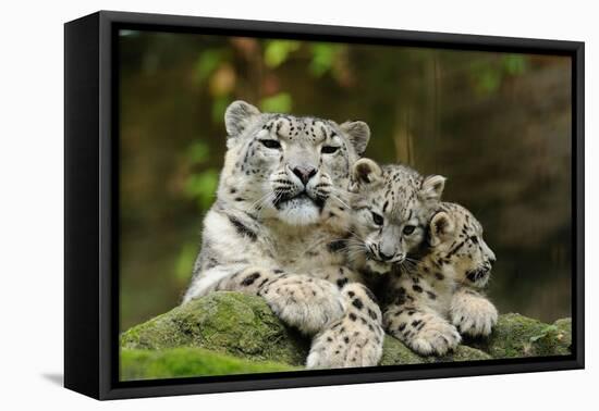 Snow Leopards, Uncia Uncia, Mother with Young Animals-David & Micha Sheldon-Framed Premier Image Canvas