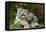 Snow Leopards, Uncia Uncia, Mother with Young Animals-David & Micha Sheldon-Framed Premier Image Canvas