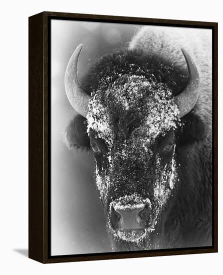 Snow Mask-Wink Gaines-Framed Stretched Canvas