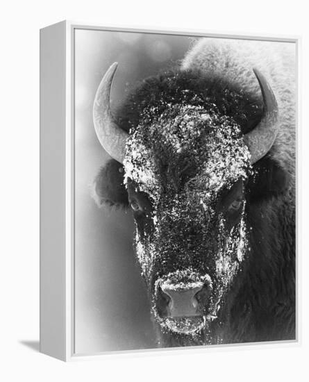 Snow Mask-Wink Gaines-Framed Stretched Canvas