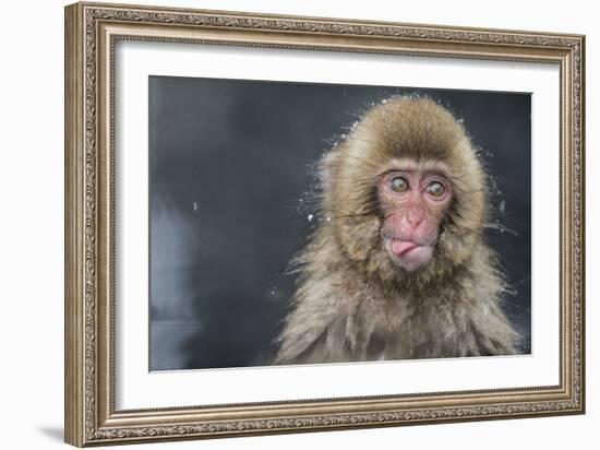 Snow Money, Tongue Out-Takeshi Marumoto-Framed Giclee Print