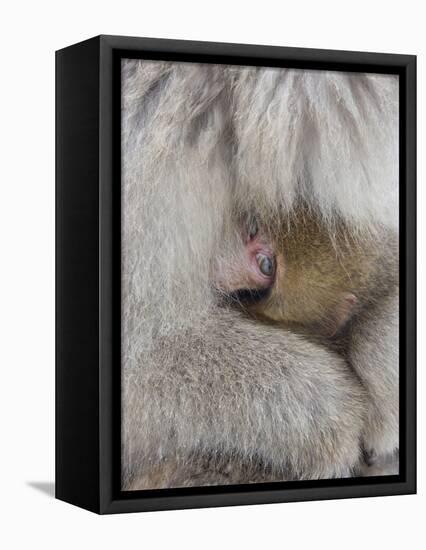 Snow Monkey Baby Peeking out from Mother's Arms, Jigokudani, Japan-Ellen Anon-Framed Premier Image Canvas