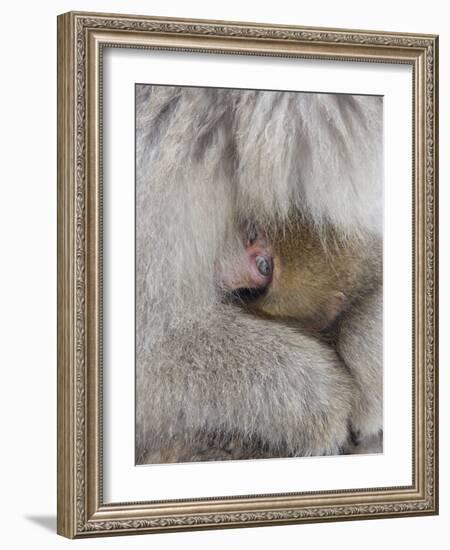 Snow Monkey Baby Peeking out from Mother's Arms, Jigokudani, Japan-Ellen Anon-Framed Photographic Print