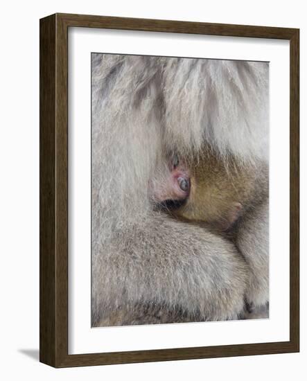 Snow Monkey Baby Peeking out from Mother's Arms, Jigokudani, Japan-Ellen Anon-Framed Photographic Print