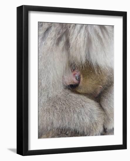 Snow Monkey Baby Peeking out from Mother's Arms, Jigokudani, Japan-Ellen Anon-Framed Photographic Print